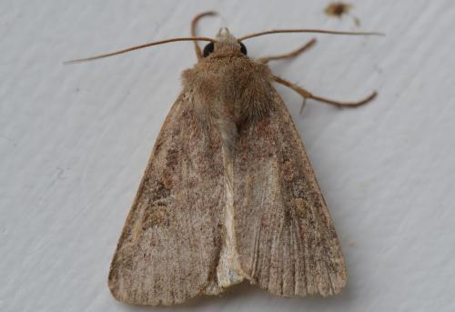 Réf. 311 418 : Xestia xanthographa